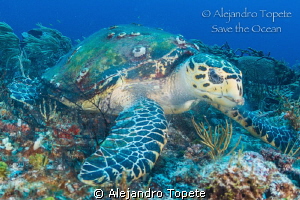 Turtle with peace ,Playa del Carmen Mexico by Alejandro Topete 